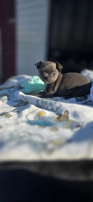 Chihuahua Fêmea Cinza Pêlo Curto