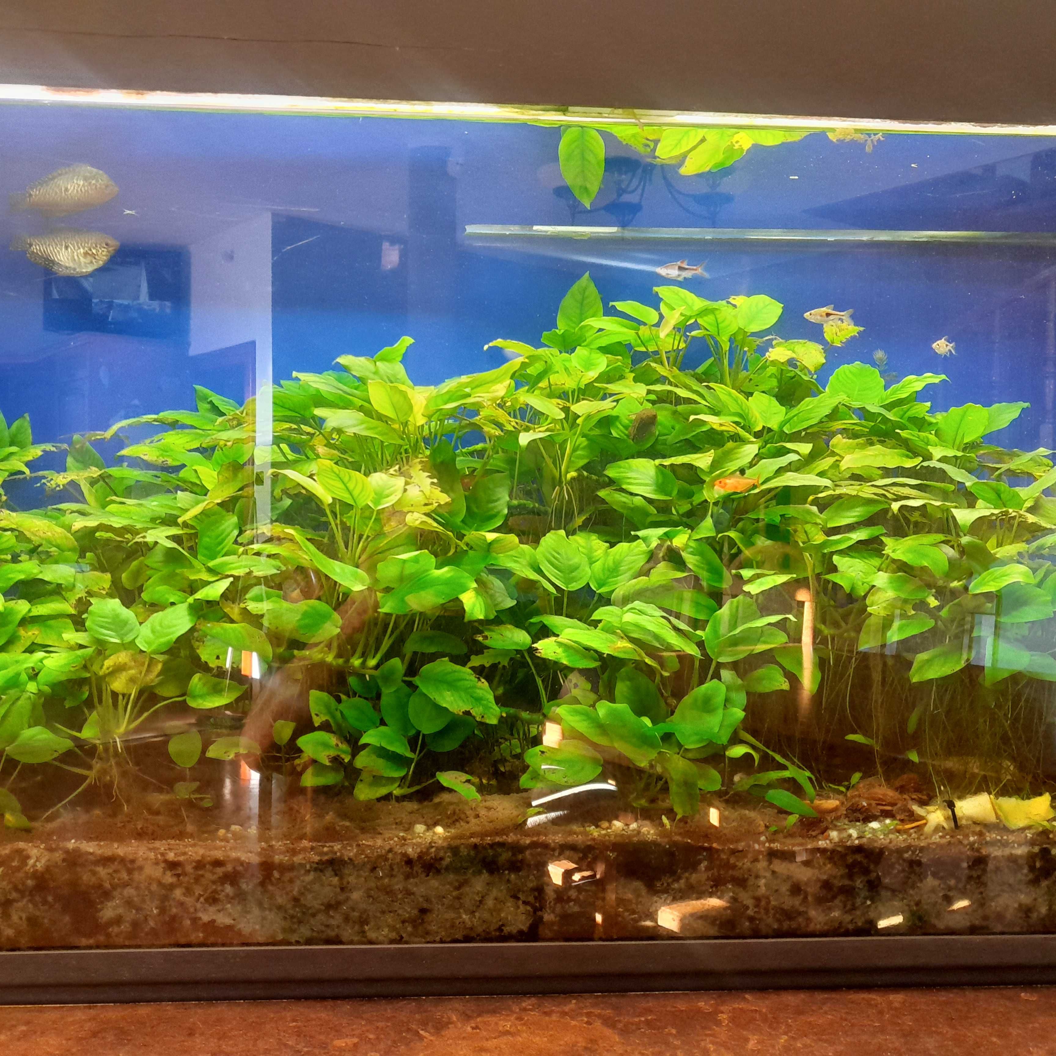 Anubias kłącza - własna hodowla