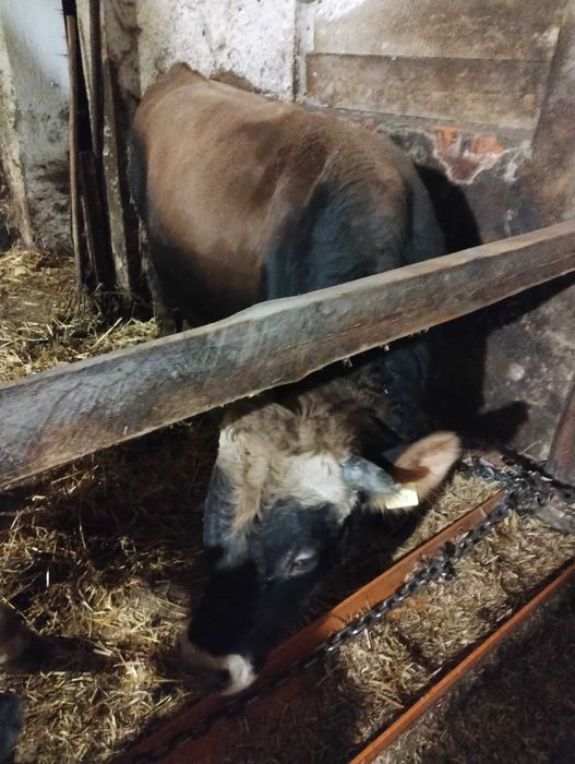 Sprzedam Byki Jersey