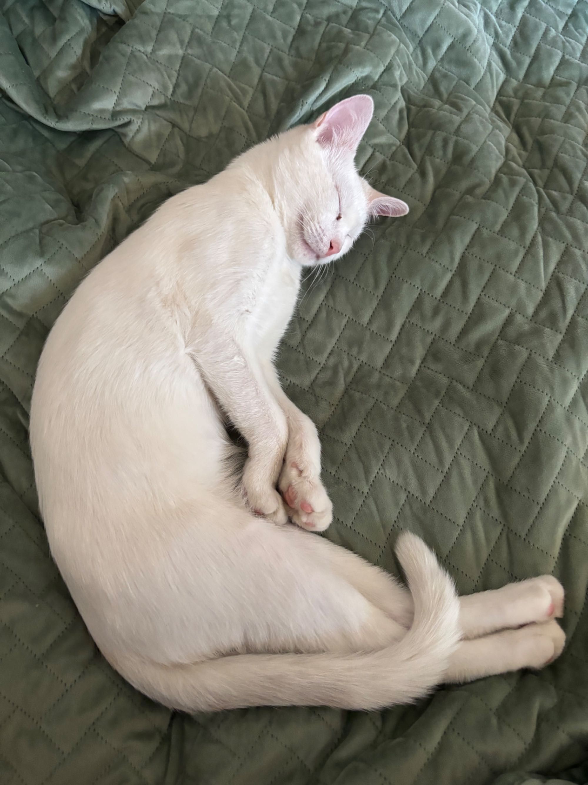 Віддам котика, 6 місяців