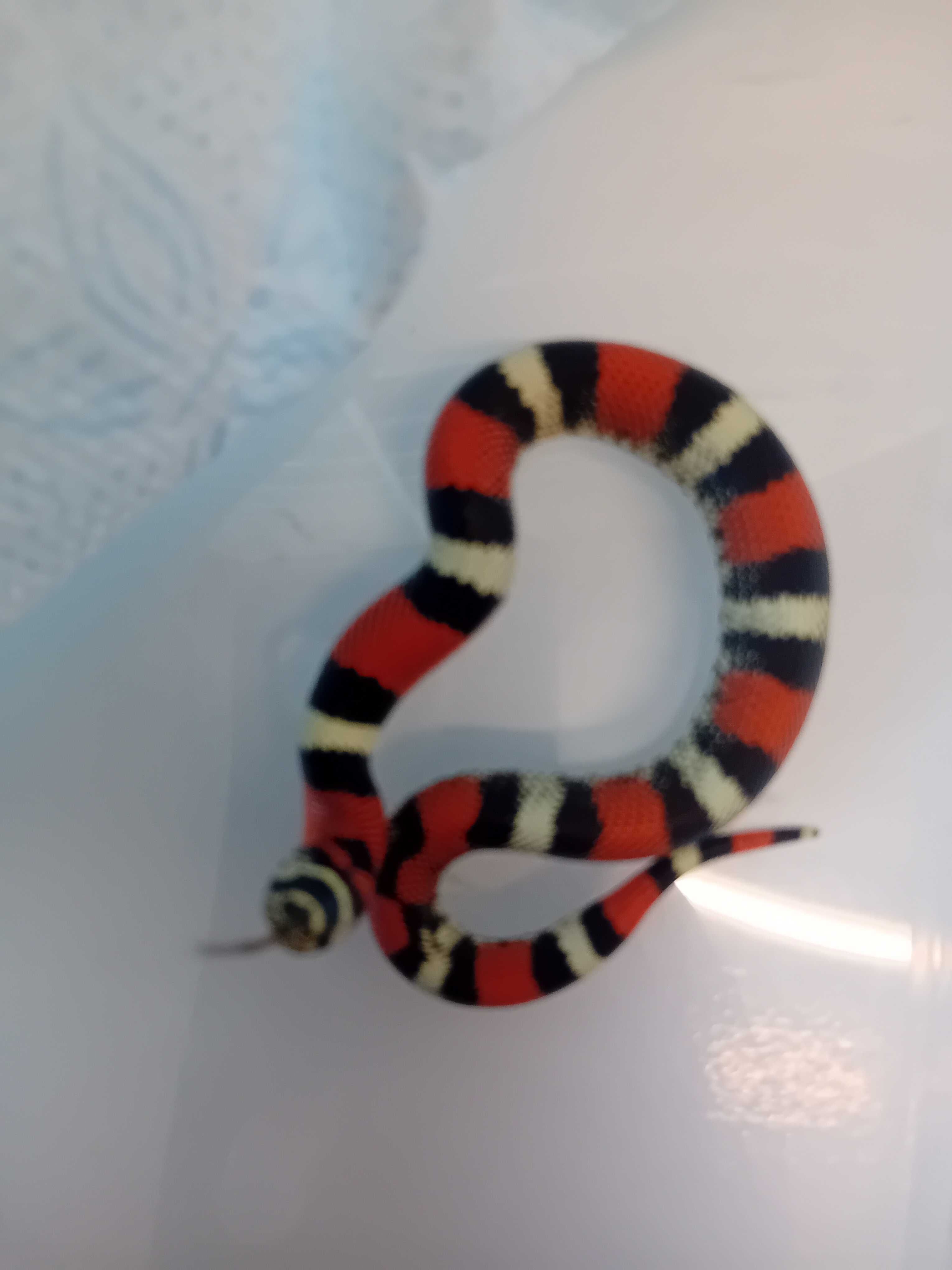 Heterodon trójbarwny