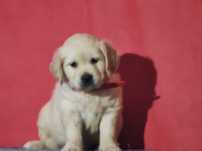 Golden retriever złota suczka