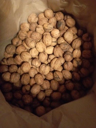 Sprzedam orzechy włoskie