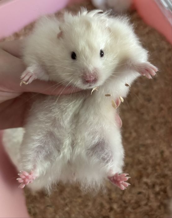 Ангорський Хомяк Пухнасті Атласні Королівські