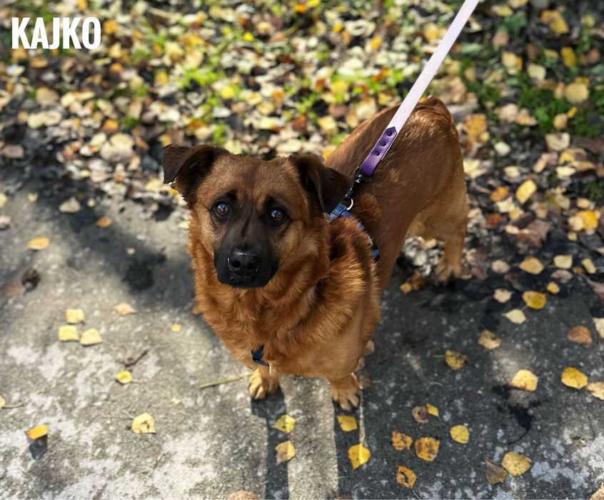 10 kg, 3 letni wesoły Kajko adopcja