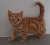 Gato British shorthair, cor laranja.
