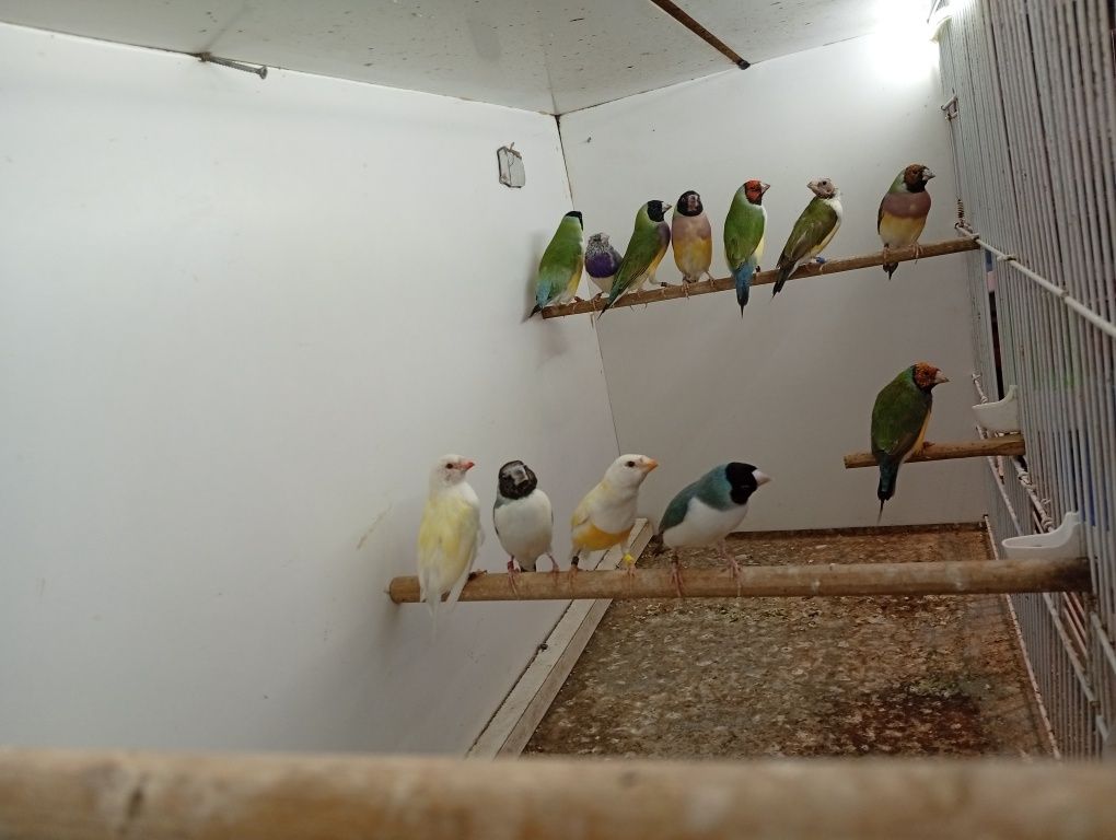 Várias aves para ceder