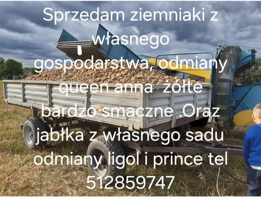 Ziemniaki odmiany queen anne