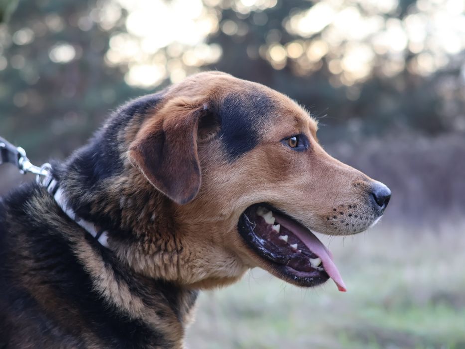 Piesek do adopcji RUFUS