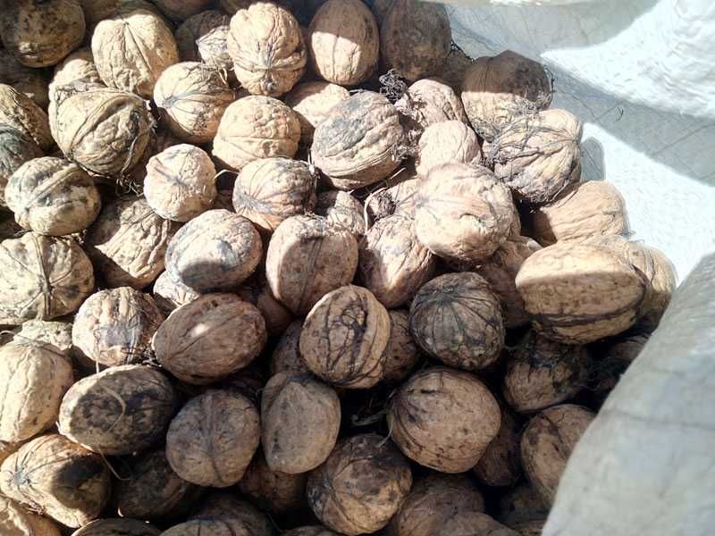 5kg orzechów włoskich tegorocznych zbiór 2025 świeże WYSYŁKA