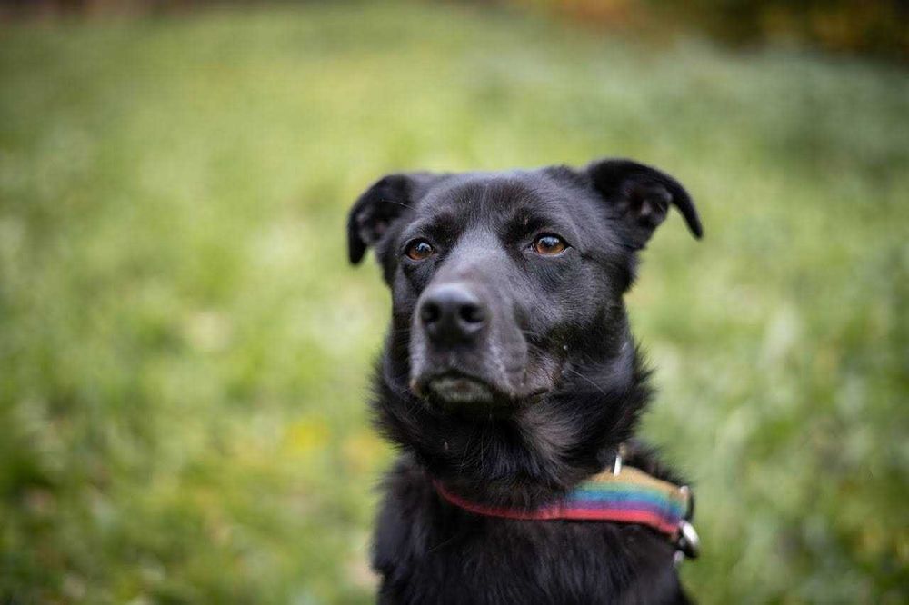 Cudowny PIKO prosi o dom stały lub tymczasowy! Prosimy o pomoc!