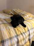 Labrador femea linda