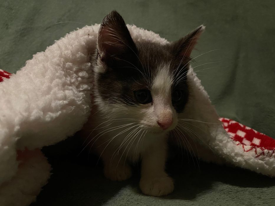 Kotek kocurek szuka domu dowóz Wrocław