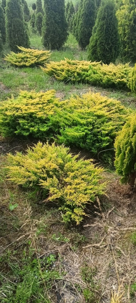 Cis Hicksi,Hillii 110 cm