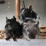 Degu Koszatniczka wiewiórka chilijska