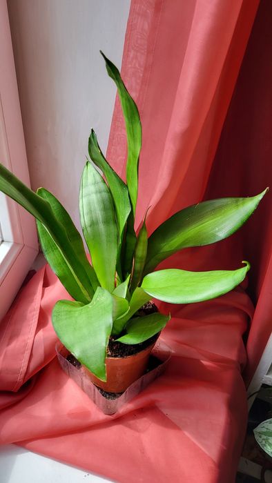 Сансевієрія, сансев'єра муншайн, sansevieria moonshine