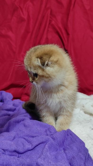 Породисті кошенята висловухі прямовухі золота шиншила хлопчик дівчинка