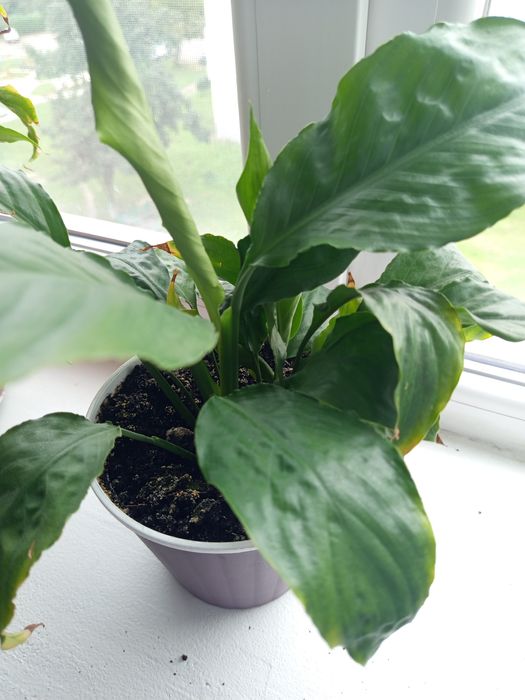 Спатифілум та Сансев'єрія