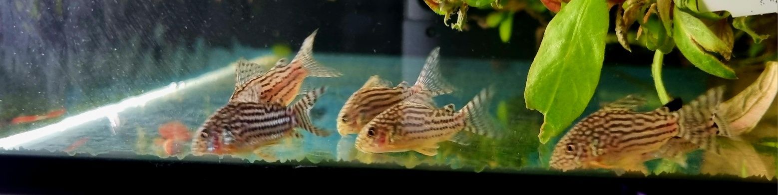 Kirysek sterby/ sterbai/corydoras sterbai