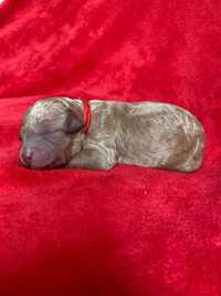 Lagotto Romagnolo FCI