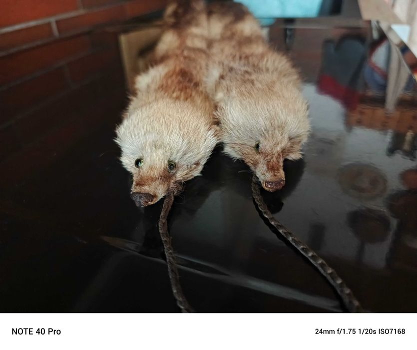 Etola - szal z tchorzofetek