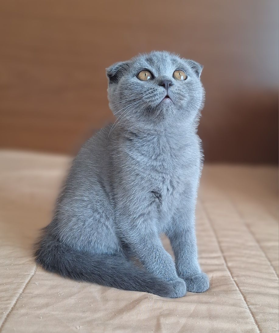 Scottish fold fêmea azul