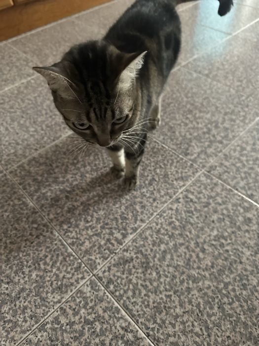 para adoção responsável