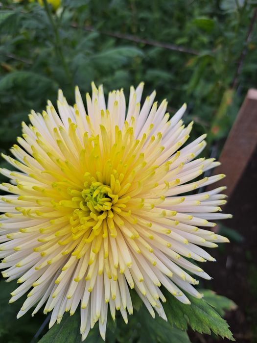 Chryzantemy cięte cremist