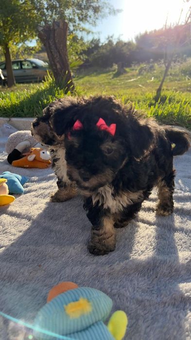 Caniche lindissima menina