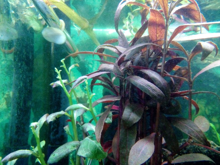 Vendo plantas para aquário