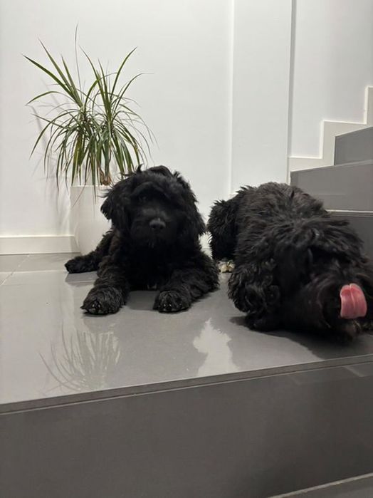 Cão de Àgua Português, Faro