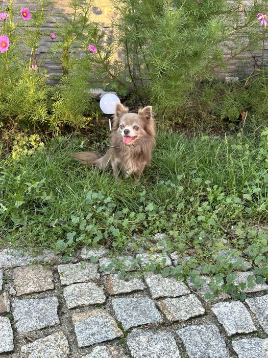 Piesek  chihuahua dlugowlosa z rodowodem  FCI