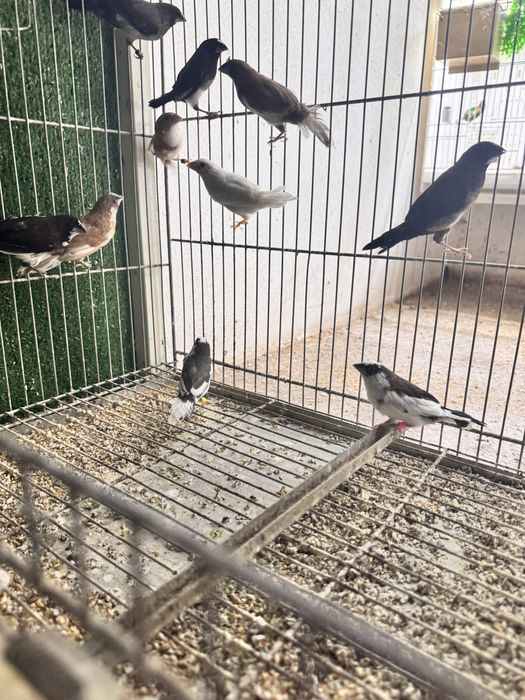 Bengalins novos aves 2025