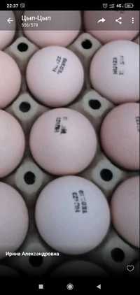 коб та рос Україна та імпорт інкубаційне яйце