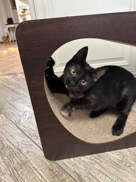 Чарівна дівчинка шукає родину.