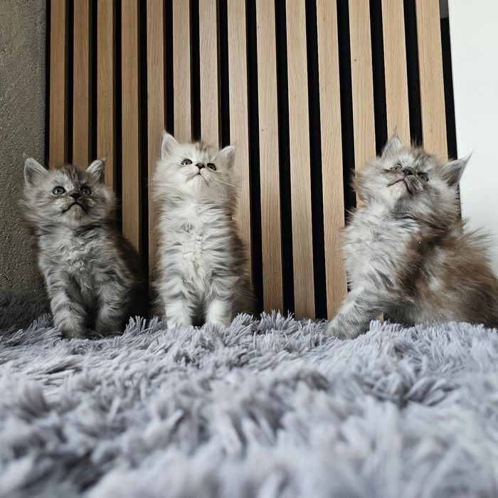 Koteczki Maine coon rodowód fpl