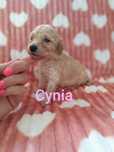 Pudel Miniaturowy/Toy sunia