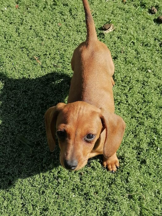 Teckel miniatura castanha