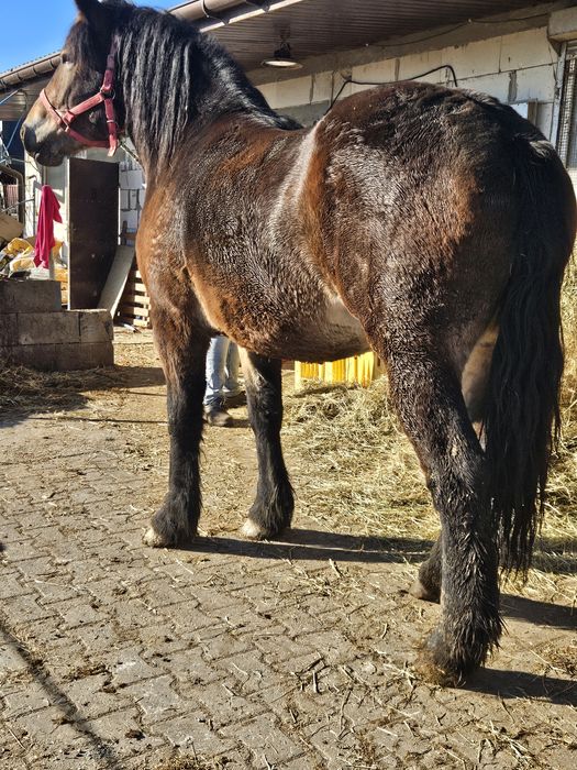 Sprzedam lub zamienię klacz