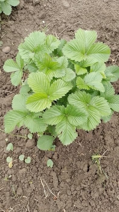 Сажанець суниці крупної