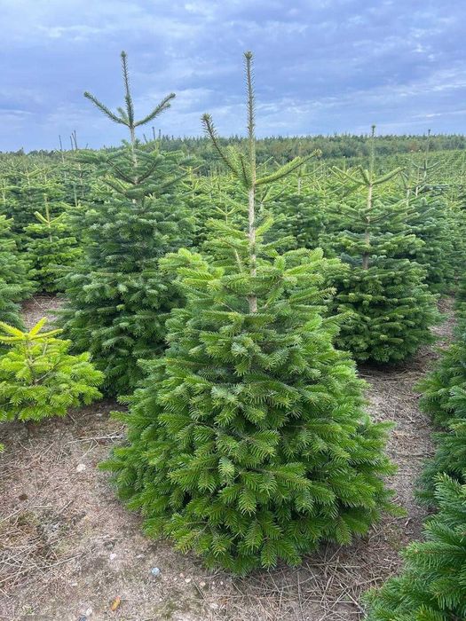 Jodła Kaukaska – choinki świąteczne prosto z plantacji Transport