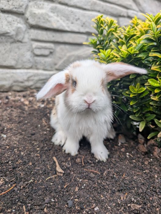 Mini lop, baranek miniaturka, metryka