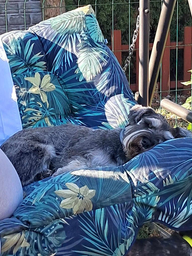 Petsitter dla Twojego zwierzaka