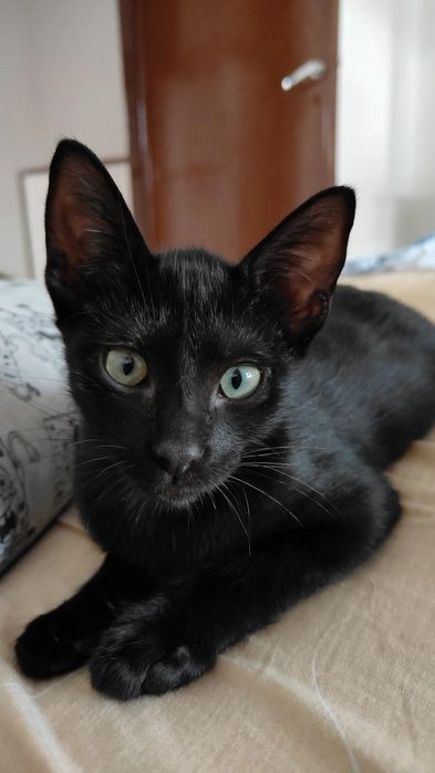 Dá-se gatinho de 5 meses para adoção responsável