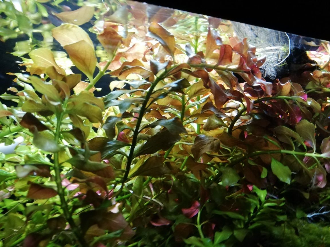 Ludwigia pływająca. (Ludwigia natans)