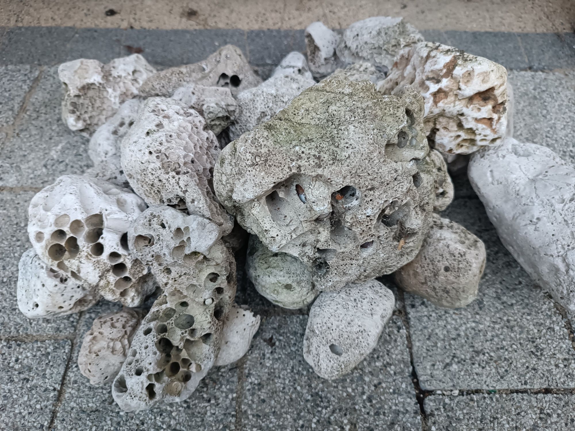 Kamienie z Morza Adriatyckiego do akwarium, terrarium.
