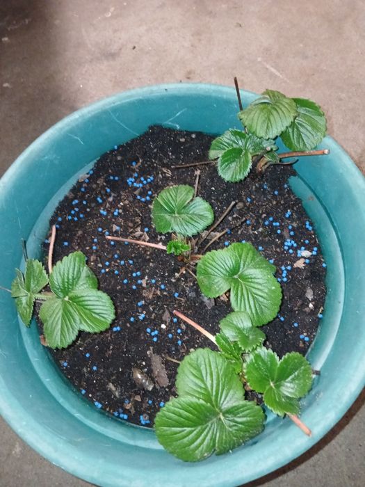 Morangueiro selecionado, 4 pes em vaso e ja adubado.