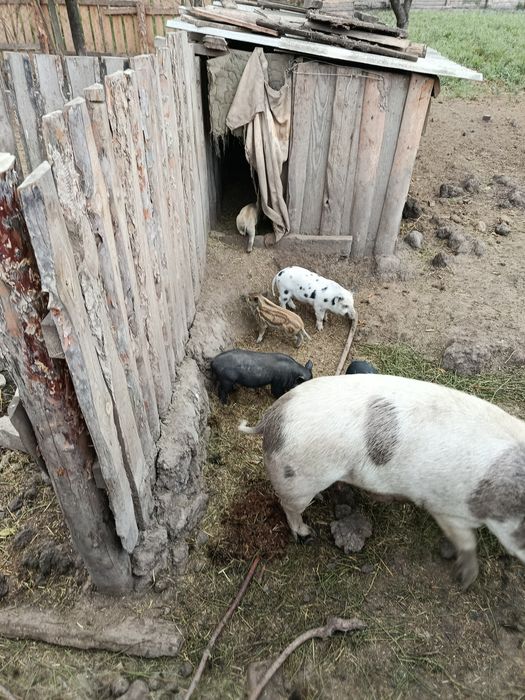 Реалізуємо маленьких поросят породи Кармал.. та.вівців