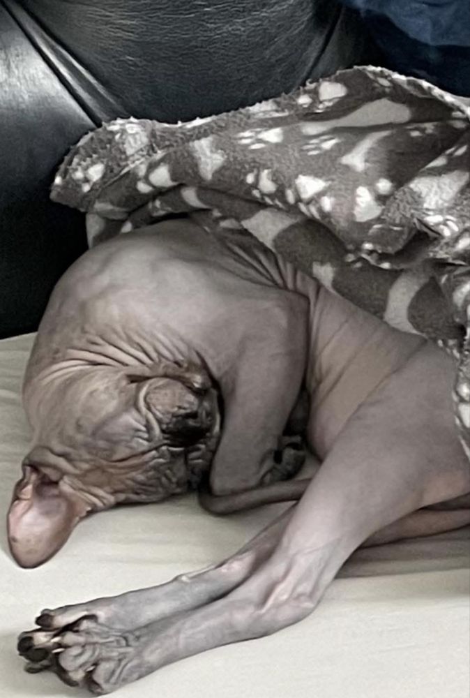 P/Adopcja‼️Czarna_ i_Niebieska Przepiekna Kotka •szuka domku Wwa Śląsk