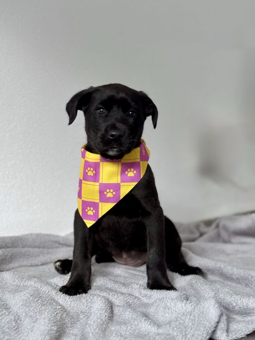 Bebés de Porte Grande